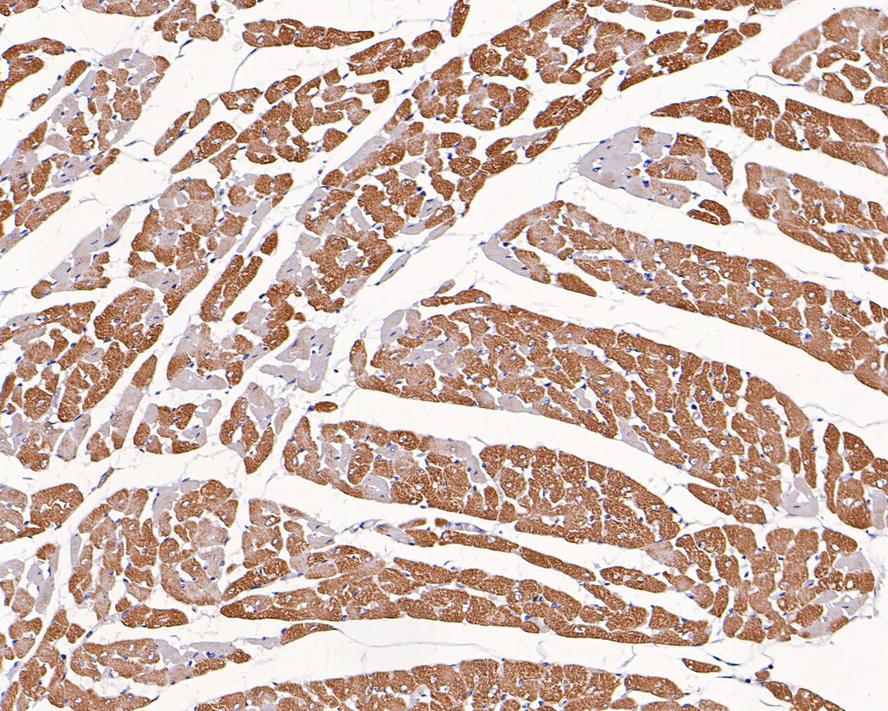 Immunohistochemical analysis of paraffin-embedded rat heart tissue using anti-Myosin Light Chain 2 antibody. The section was pre-treated using heat mediated antigen retrieval with Tris-EDTA buffer (pH 8.0-8.4) for 20 minutes.The tissues were blocked in 5% BSA for 30 minutes at room temperature, washed with ddH2O and PBS, and then probed with the primary antibody (ET1611-13, 1/200) for 30 minutes at room temperature. The detection was performed using an HRP conjugated compact polymer system. DAB was used as the chromogen. Tissues were counterstained with hematoxylin and mounted with DPX.