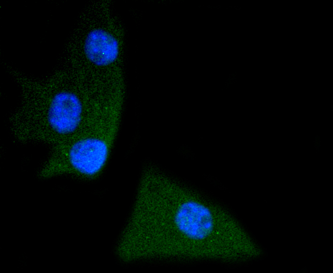 ICC staining of Phospho-SHP2(Y542) in B16F1 cells (green). Formalin fixed cells were permeabilized with 0.1% Triton X-100 in TBS for 10 minutes at room temperature and blocked with 1% Blocker BSA for 15 minutes at room temperature. Cells were probed with the primary antibody (ET1611-22, 1/50) for 1 hour at room temperature, washed with PBS. Alexa Fluor®488 Goat anti-Rabbit IgG was used as the secondary antibody at 1/1,000 dilution. The nuclear counter stain is DAPI (blue).