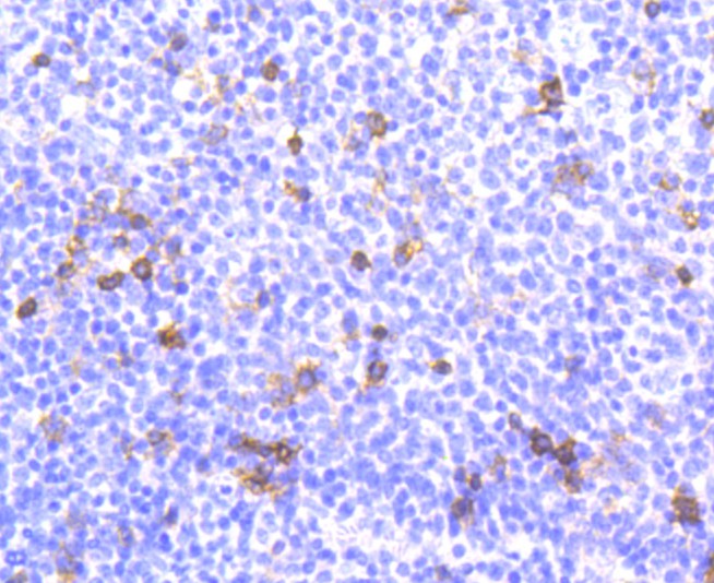 Immunohistochemical analysis of paraffin-embedded human tonsil tissue using anti-Integrin alpha E antibody. The section was pre-treated using heat mediated antigen retrieval with Tris-EDTA buffer (pH 9.0) for 20 minutes.The tissues were blocked in 5% BSA for 30 minutes at room temperature, washed with ddH2O and PBS, and then probed with the primary antibody (ET1611-27, 1/50) for 30 minutes at room temperature. The detection was performed using an HRP conjugated compact polymer system. DAB was used as the chromogen. Tissues were counterstained with hematoxylin and mounted with DPX.