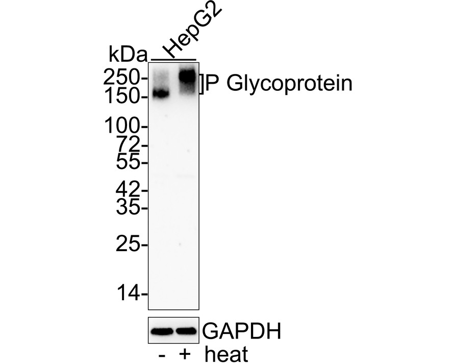 Western blot analysis of P Glycoprotein on mouse heart tissue lysates. Proteins were transferred to a PVDF membrane and blocked with 5% BSA in PBS for 1 hour at room temperature. The primary antibody (ET1611-30, 1/500) was used in 5% BSA at room temperature for 2 hours. Goat Anti-Rabbit IgG - HRP Secondary Antibody (HA1001) at 1:200,000 dilution was used for 1 hour at room temperature.