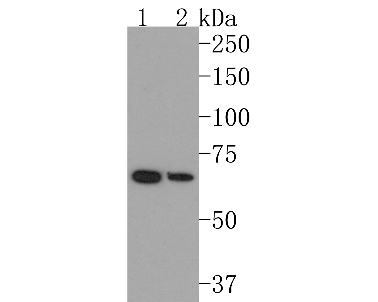 Western blot analysis of RAD18 on different lysates. Proteins were transferred to a PVDF membrane and blocked with 5% BSA in PBS for 1 hour at room temperature. The primary antibody (ET1611-32, 1/500) was used in 5% BSA at room temperature for 2 hours. Goat Anti-Rabbit IgG - HRP Secondary Antibody (HA1001) at 1:200,000 dilution was used for 1 hour at room temperature.<br />
Positive control: <br />
Lane 1: NIH/3T3 cell lysate<br />
Lane 2: MCF-7 cell lysate