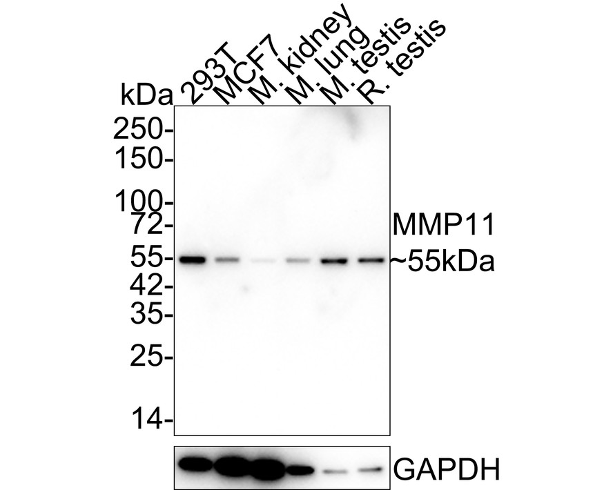Western blot analysis of MMP11 on 293T cell lysates. Proteins were transferred to a PVDF membrane and blocked with 5% BSA in PBS for 1 hour at room temperature. The primary antibody (ET1611-33, 1/500) was used in 5% BSA at room temperature for 2 hours. Goat Anti-Rabbit IgG - HRP Secondary Antibody (HA1001) at 1:5,000 dilution was used for 1 hour at room temperature.