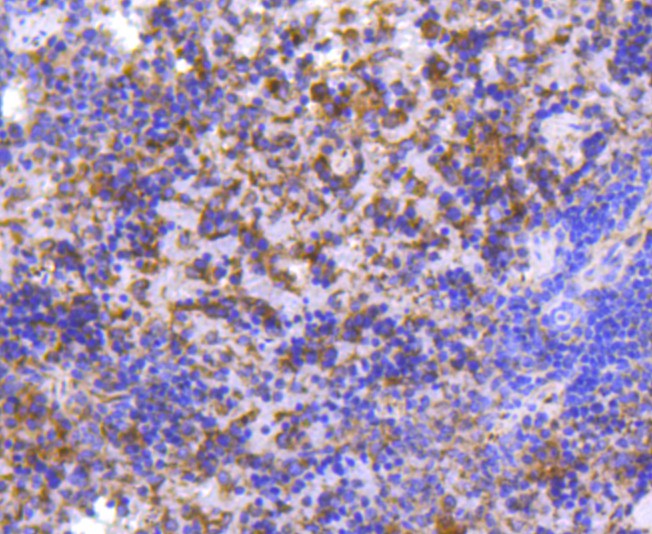 Immunohistochemical analysis of paraffin-embedded mouse spleen tissue using anti-MMP11 antibody. The section was pre-treated using heat mediated antigen retrieval with Tris-EDTA buffer (pH 8.0-8.4) for 20 minutes.The tissues were blocked in 5% BSA for 30 minutes at room temperature, washed with ddH2O and PBS, and then probed with the primary antibody (ET1611-33, 1/50) for 30 minutes at room temperature. The detection was performed using an HRP conjugated compact polymer system. DAB was used as the chromogen. Tissues were counterstained with hematoxylin and mounted with DPX.
