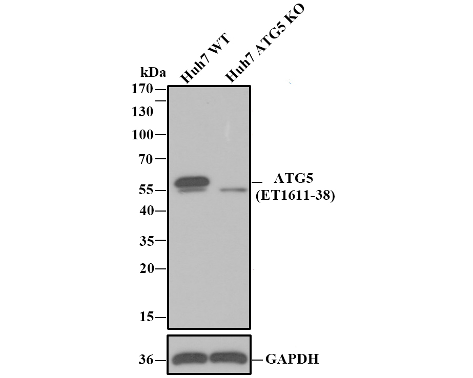 Western blot analysis of ATG5 on different lysates. Proteins were transferred to a PVDF membrane and blocked with 5% BSA in PBS for 1 hour at room temperature. The primary antibody (ET1611-38, 1/500) was used in 5% BSA at room temperature for 2 hours. Goat Anti-Rabbit IgG - HRP Secondary Antibody (HA1001) at 1:5,000 dilution was used for 1 hour at room temperature.<br />
Positive control: <br />
Lane 1: Raji cell lysate<br />
Lane 2: Hela cell lysate<br />
Lane 2: PC-12 cell lysate