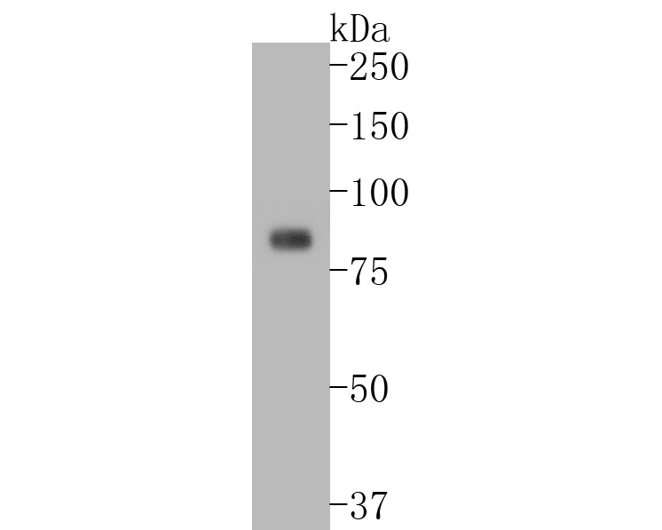 Western blot analysis of TNFAIP3 on Jurkat cell lysates. Proteins were transferred to a PVDF membrane and blocked with 5% BSA in PBS for 1 hour at room temperature. The primary antibody (ET1611-40, 1/500) was used in 5% BSA at room temperature for 2 hours. Goat Anti-Rabbit IgG - HRP Secondary Antibody (HA1001) at 1:5,000 dilution was used for 1 hour at room temperature.