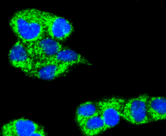 ICC staining of TNFAIP3 in Hela cells (green). Formalin fixed cells were permeabilized with 0.1% Triton X-100 in TBS for 10 minutes at room temperature and blocked with 1% Blocker BSA for 15 minutes at room temperature. Cells were probed with the primary antibody (ET1611-40, 1/50) for 1 hour at room temperature, washed with PBS. Alexa Fluor®488 Goat anti-Rabbit IgG was used as the secondary antibody at 1/1,000 dilution. The nuclear counter stain is DAPI (blue).