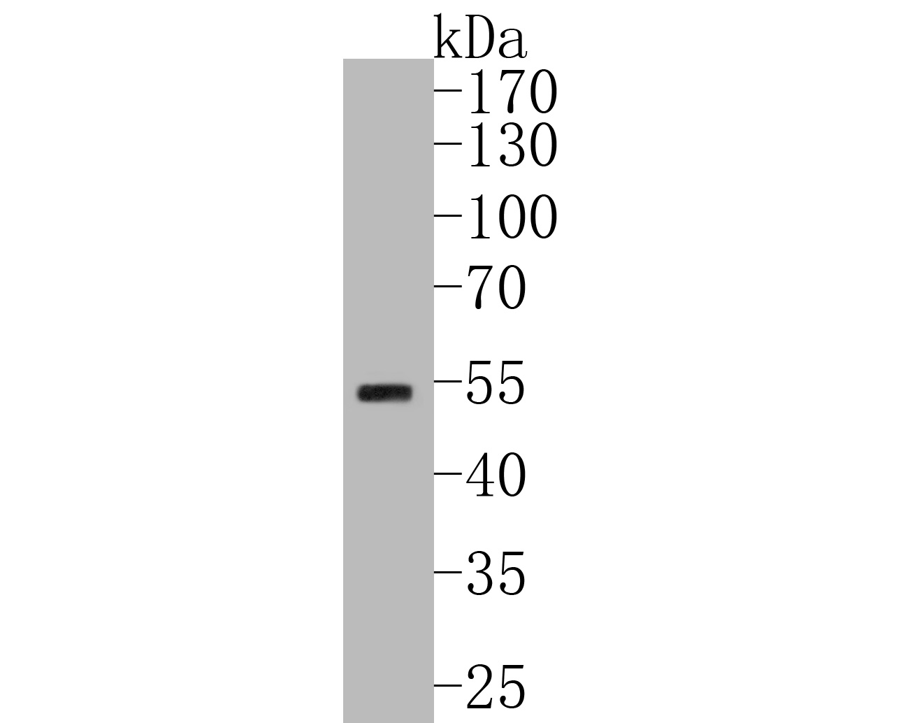 Western blot analysis of HNF-4-alpha on A549 cell lysates. Proteins were transferred to a PVDF membrane and blocked with 5% BSA in PBS for 1 hour at room temperature. The primary antibody (ET1611-43, 1/500) was used in 5% BSA at room temperature for 2 hours. Goat Anti-Rabbit IgG - HRP Secondary Antibody (HA1001) at 1:5,000 dilution was used for 1 hour at room temperature.