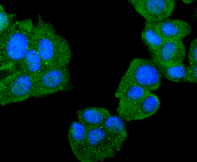 ICC staining of PARK7/DJ1 in MCF-7 cells (green). Formalin fixed cells were permeabilized with 0.1% Triton X-100 in TBS for 10 minutes at room temperature and blocked with 1% Blocker BSA for 15 minutes at room temperature. Cells were probed with the primary antibody (ET1611-45, 1/50) for 1 hour at room temperature, washed with PBS. Alexa Fluor®488 Goat anti-Rabbit IgG was used as the secondary antibody at 1/1,000 dilution. The nuclear counter stain is DAPI (blue).