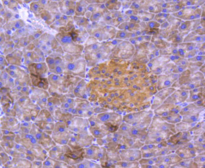 Immunohistochemical analysis of paraffin-embedded mouse pancreas tissue using anti-PARK7/DJ1 antibody. The section was pre-treated using heat mediated antigen retrieval with Tris-EDTA buffer (pH 8.0-8.4) for 20 minutes.The tissues were blocked in 5% BSA for 30 minutes at room temperature, washed with ddH2O and PBS, and then probed with the primary antibody (ET1611-45, 1/50) for 30 minutes at room temperature. The detection was performed using an HRP conjugated compact polymer system. DAB was used as the chromogen. Tissues were counterstained with hematoxylin and mounted with DPX.