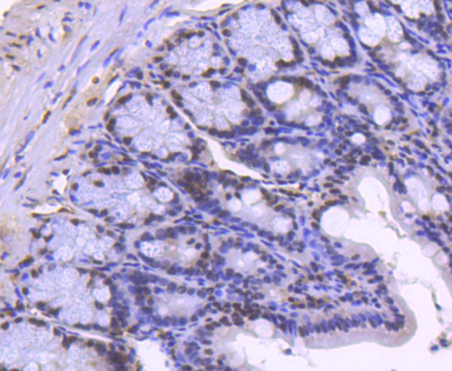 Immunohistochemical analysis of paraffin-embedded mouse colon tissue using anti-Histone H2B(acetyl K20) antibody at 1/50 dilution. Counter stained with hematoxylin.