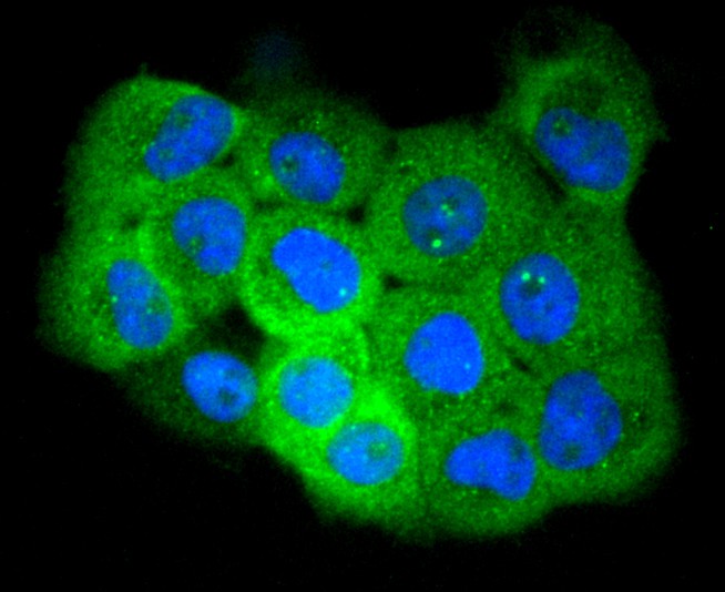 ICC staining Phospho-EGFR(S695)  (1/50) in A431 cells (green). The nuclear counter stain is DAPI (blue). Cells were fixed in paraformaldehyde, permeabilised with 0.25% Triton X100/PBS.