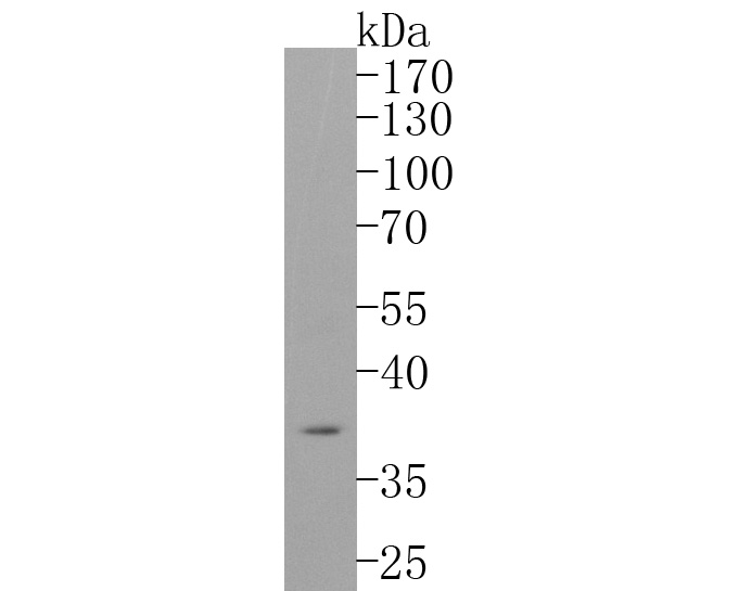 Western blot analysis of CD68 on SH-SY5Y cell lysates. Proteins were transferred to a PVDF membrane and blocked with 5% BSA in PBS for 1 hour at room temperature. The primary antibody (ET1611-53, 1/500) was used in 5% BSA at room temperature for 2 hours. Goat Anti-Rabbit IgG - HRP Secondary Antibody (HA1001) at 1:5,000 dilution was used for 1 hour at room temperature.