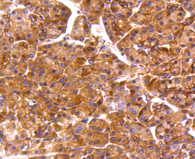 Immunohistochemical analysis of paraffin-embedded human pancreas tissue using anti-PP2A alpha + beta antibody. The section was pre-treated using heat mediated antigen retrieval with Tris-EDTA buffer (pH 8.0-8.4) for 20 minutes.The tissues were blocked in 5% BSA for 30 minutes at room temperature, washed with ddH2O and PBS, and then probed with the primary antibody (ET1611-54, 1/50) for 30 minutes at room temperature. The detection was performed using an HRP conjugated compact polymer system. DAB was used as the chromogen. Tissues were counterstained with hematoxylin and mounted with DPX.