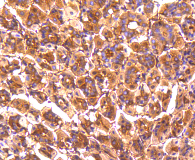Immunohistochemical analysis of paraffin-embedded mouse stomach tissue using anti-PP2A alpha + beta antibody. The section was pre-treated using heat mediated antigen retrieval with Tris-EDTA buffer (pH 8.0-8.4) for 20 minutes.The tissues were blocked in 5% BSA for 30 minutes at room temperature, washed with ddH2O and PBS, and then probed with the primary antibody (ET1611-54, 1/50) for 30 minutes at room temperature. The detection was performed using an HRP conjugated compact polymer system. DAB was used as the chromogen. Tissues were counterstained with hematoxylin and mounted with DPX.