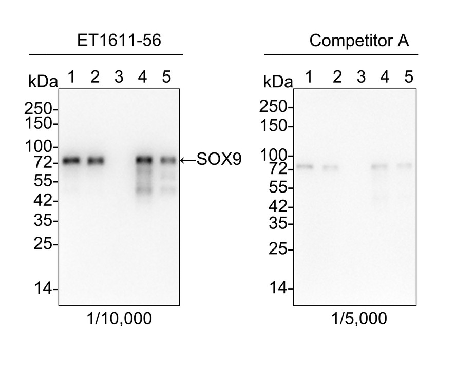Western blot analysis of SOX9 on different lysates with Rabbit anti-SOX9 antibody (ET1611-56) at 1/500 dilution.<br />
<br />
Lane 1: SW480 cell lysate<br />
Lane 2: A431 cell lysate<br />
<br />
Lysates/proteins at 10 µg/Lane.<br />
<br />
Predicted band size: 56 kDa<br />
Observed band size: 70 kDa<br />
<br />
Exposure time: 2 minutes;<br />
<br />
10% SDS-PAGE gel.<br />
<br />
Proteins were transferred to a PVDF membrane and blocked with 5% NFDM/TBST for 1 hour at room temperature. The primary antibody (ET1611-56) at 1/500 dilution was used in 5% NFDM/TBST at room temperature for 2 hours. Goat Anti-Rabbit IgG - HRP Secondary Antibody (HA1001) at 1:300,000 dilution was used for 1 hour at room temperature.