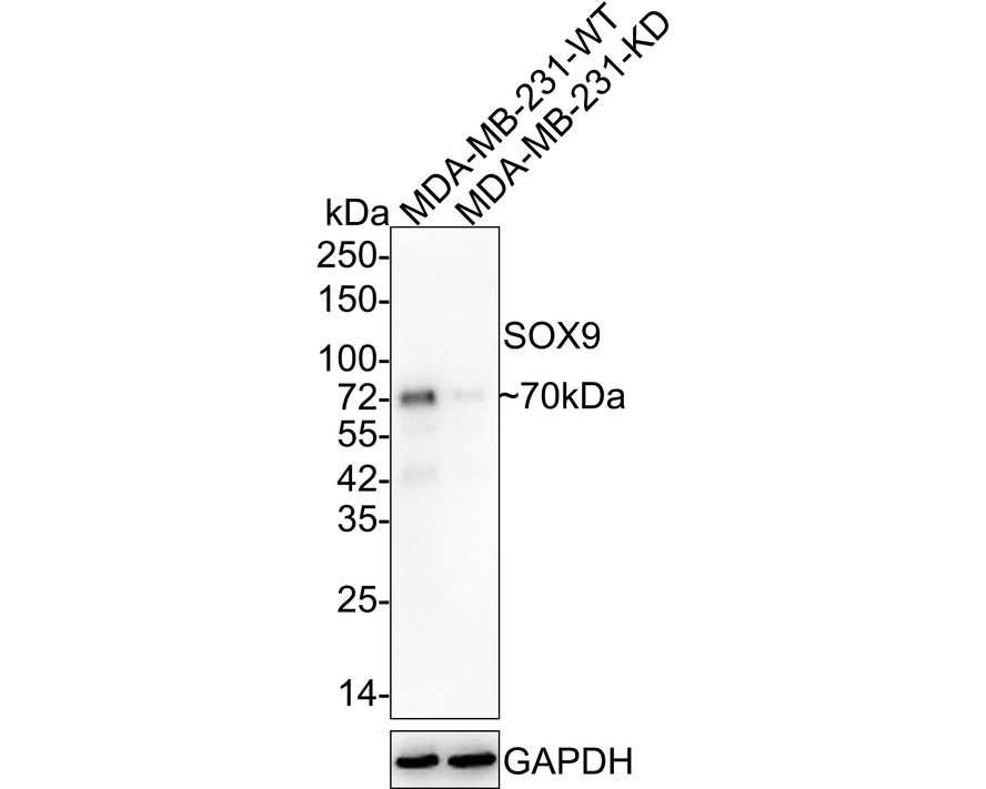 Western blot analysis of SOX9 on NIH/3T3 cell lysates with Rabbit anti-SOX9 antibody (ET1611-56) at 1/500 dilution.<br />
<br />
Lysates/proteins at 10 µg/Lane.<br />
<br />
Predicted band size: 56 kDa<br />
Observed band size: 70 kDa<br />
<br />
Exposure time: 30 seconds;<br />
<br />
8% SDS-PAGE gel.<br />
<br />
Proteins were transferred to a PVDF membrane and blocked with 5% NFDM/TBST for 1 hour at room temperature. The primary antibody (ET1611-56) at 1/500 dilution was used in 5% NFDM/TBST at room temperature for 2 hours. Goat Anti-Rabbit IgG - HRP Secondary Antibody (HA1001) at 1:300,000 dilution was used for 1 hour at room temperature.