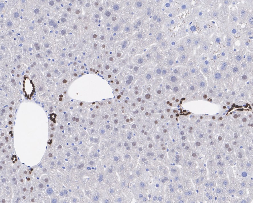 Immunohistochemical analysis of paraffin-embedded mouse colon tissue using anti-SOX9 antibody. The section was pre-treated using heat mediated antigen retrieval with Tris-EDTA buffer (pH 9.0) for 20 minutes.The tissues were blocked in 5% BSA for 30 minutes at room temperature, washed with ddH2O and PBS, and then probed with the primary antibody (ET1611-56, 1/50) for 30 minutes at room temperature. The detection was performed using an HRP conjugated compact polymer system. DAB was used as the chromogen. Tissues were counterstained with hematoxylin and mounted with DPX.