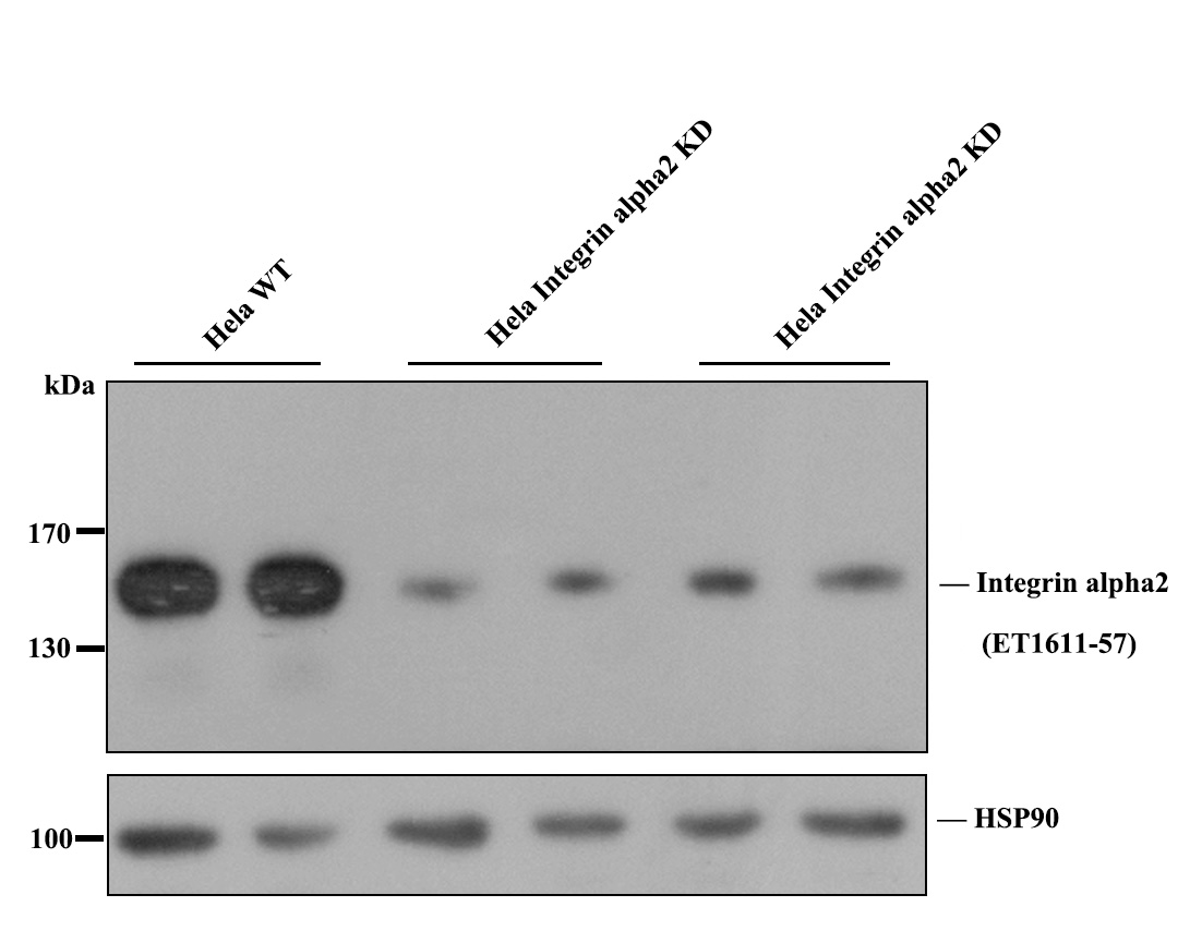 Integrin alpha 2 Recombinant Rabbit Monoclonal Antibody [SN0752 