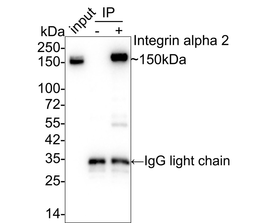 Integrin alpha 2 Recombinant Rabbit Monoclonal Antibody [SN0752 