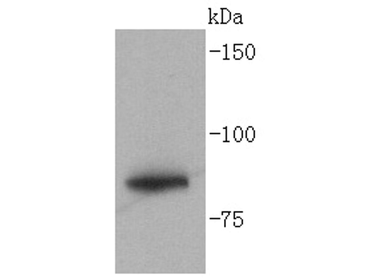 Western blot analysis of Glycogen synthase on Hela cell lysates. Proteins were transferred to a PVDF membrane and blocked with 5% BSA in PBS for 1 hour at room temperature. The primary antibody (ET1611-59, 1/500) was used in 5% BSA at room temperature for 2 hours. Goat Anti-Rabbit IgG - HRP Secondary Antibody (HA1001) at 1:40,000 dilution was used for 1 hour at room temperature.