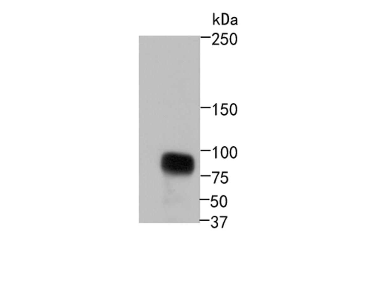Western blot analysis of Glycogen synthase on A431 cell lysates. Proteins were transferred to a PVDF membrane and blocked with 5% BSA in PBS for 1 hour at room temperature. The primary antibody (ET1611-59, 1/500) was used in 5% BSA at room temperature for 2 hours. Goat Anti-Rabbit IgG - HRP Secondary Antibody (HA1001) at 1:40,000 dilution was used for 1 hour at room temperature.