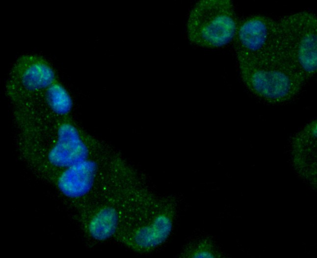 ICC staining of Glycogen synthase in Hela cells (green). Formalin fixed cells were permeabilized with 0.1% Triton X-100 in TBS for 10 minutes at room temperature and blocked with 1% Blocker BSA for 15 minutes at room temperature. Cells were probed with the primary antibody (ET1611-59, 1/50) for 1 hour at room temperature, washed with PBS. Alexa Fluor®488 Goat anti-Rabbit IgG was used as the secondary antibody at 1/1,000 dilution. The nuclear counter stain is DAPI (blue).
