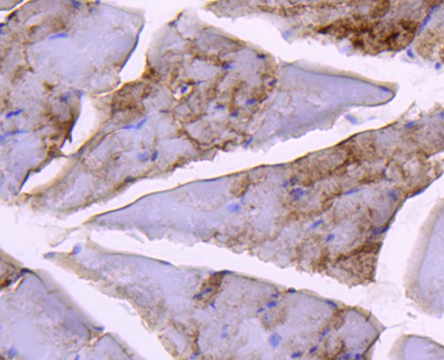 Immunohistochemical analysis of paraffin-embedded mouse skeletal muscle tissue using anti-Glycogen synthase antibody. The section was pre-treated using heat mediated antigen retrieval with Tris-EDTA buffer (pH 8.0-8.4) for 20 minutes.The tissues were blocked in 5% BSA for 30 minutes at room temperature, washed with ddH2O and PBS, and then probed with the primary antibody (ET1611-59, 1/50) for 30 minutes at room temperature. The detection was performed using an HRP conjugated compact polymer system. DAB was used as the chromogen. Tissues were counterstained with hematoxylin and mounted with DPX.