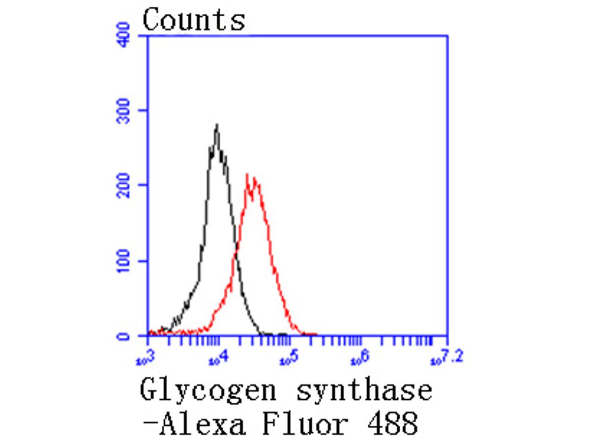 Flow cytometric analysis of Glycogen synthase was done on 293 cells. The cells were fixed, permeabilized and stained with the primary antibody (ET1611-59, 1/50) (red). After incubation of the primary antibody at room temperature for an hour, the cells were stained with a Alexa Fluor 488-conjugated Goat anti-Rabbit IgG Secondary antibody at 1/1000 dilution for 30 minutes.Unlabelled sample was used as a control (cells without incubation with primary antibody; black).