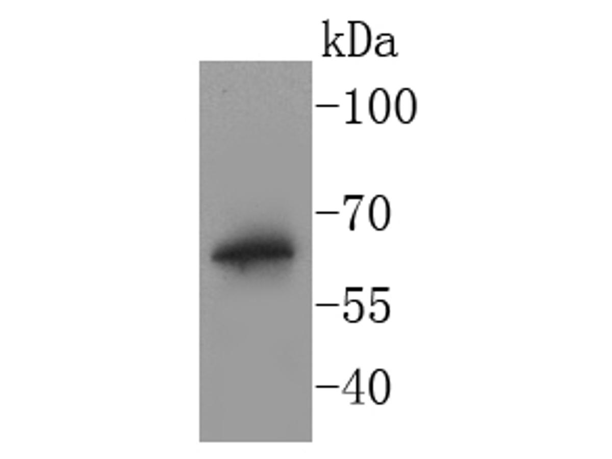 Western blot analysis of BPI on THP-1 cell lysates. Proteins were transferred to a PVDF membrane and blocked with 5% BSA in PBS for 1 hour at room temperature. The primary antibody (ET1611-6, 1/500) was used in 5% BSA at room temperature for 2 hours. Goat Anti-Rabbit IgG - HRP Secondary Antibody (HA1001) at 1:40,000 dilution was used for 1 hour at room temperature.