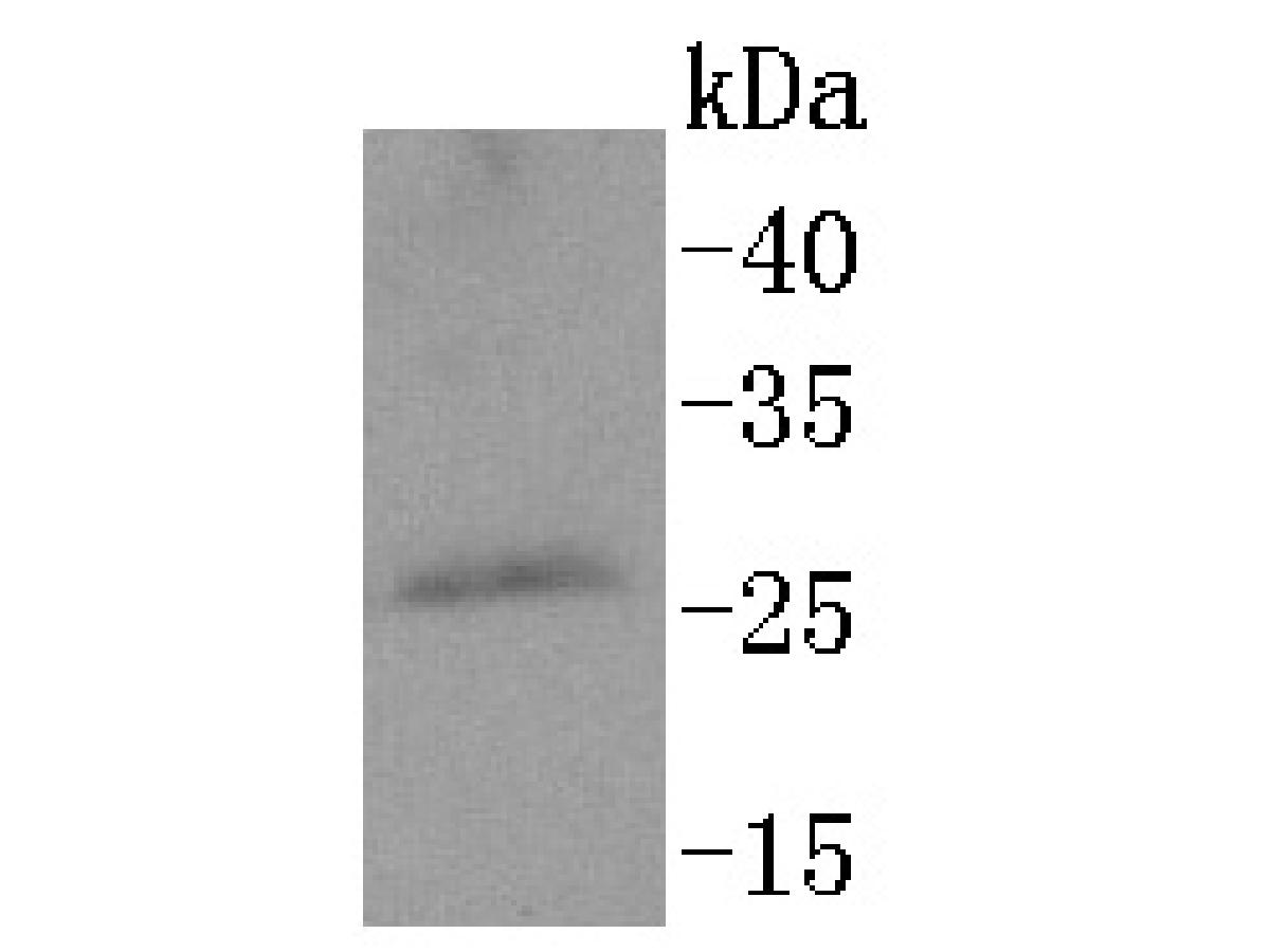 Western blot analysis of PPP1R1A on rat brain tissue lysates. Proteins were transferred to a PVDF membrane and blocked with 5% BSA in PBS for 1 hour at room temperature. The primary antibody (ET1611-60, 1/500) was used in 5% BSA at room temperature for 2 hours. Goat Anti-Rabbit IgG - HRP Secondary Antibody (HA1001) at 1:200,000 dilution was used for 1 hour at room temperature.