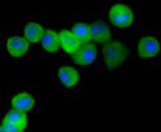 ICC staining of PPP1R1A in N2A cells (green). Formalin fixed cells were permeabilized with 0.1% Triton X-100 in TBS for 10 minutes at room temperature and blocked with 10% negative goat serum for 15 minutes at room temperature. Cells were probed with the primary antibody (ET1611-60, 1/50) for 1 hour at room temperature, washed with PBS. Alexa Fluor®488 conjugate-Goat anti-Rabbit IgG was used as the secondary antibody at 1/1,000 dilution. The nuclear counter stain is DAPI (blue).