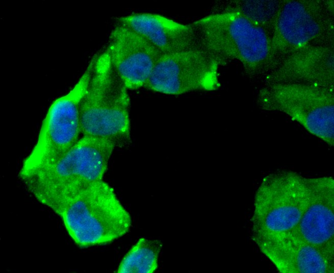 ICC staining of CD13 in Hela cells (green). Formalin fixed cells were permeabilized with 0.1% Triton X-100 in TBS for 10 minutes at room temperature and blocked with 1% Blocker BSA for 15 minutes at room temperature. Cells were probed with the primary antibody (ET1611-61, 1/50) for 1 hour at room temperature, washed with PBS. Alexa Fluor®488 Goat anti-Rabbit IgG was used as the secondary antibody at 1/1,000 dilution. The nuclear counter stain is DAPI (blue).