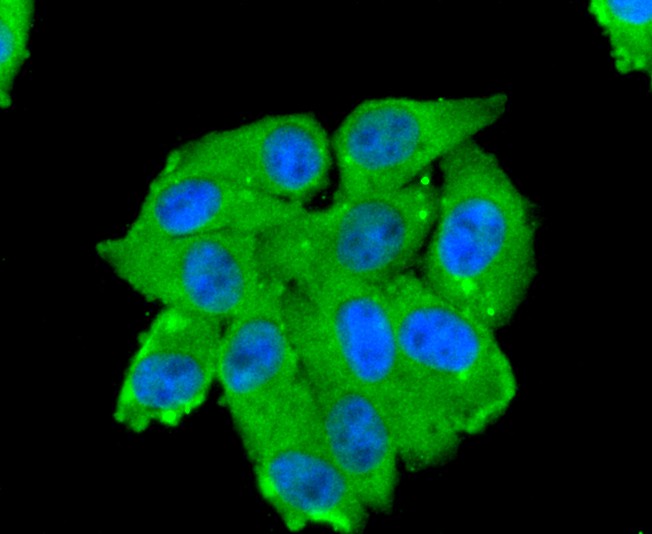 ICC staining of CD13 in HepG2 cells (green). Formalin fixed cells were permeabilized with 0.1% Triton X-100 in TBS for 10 minutes at room temperature and blocked with 1% Blocker BSA for 15 minutes at room temperature. Cells were probed with the primary antibody (ET1611-61, 1/50) for 1 hour at room temperature, washed with PBS. Alexa Fluor®488 Goat anti-Rabbit IgG was used as the secondary antibody at 1/1,000 dilution. The nuclear counter stain is DAPI (blue).