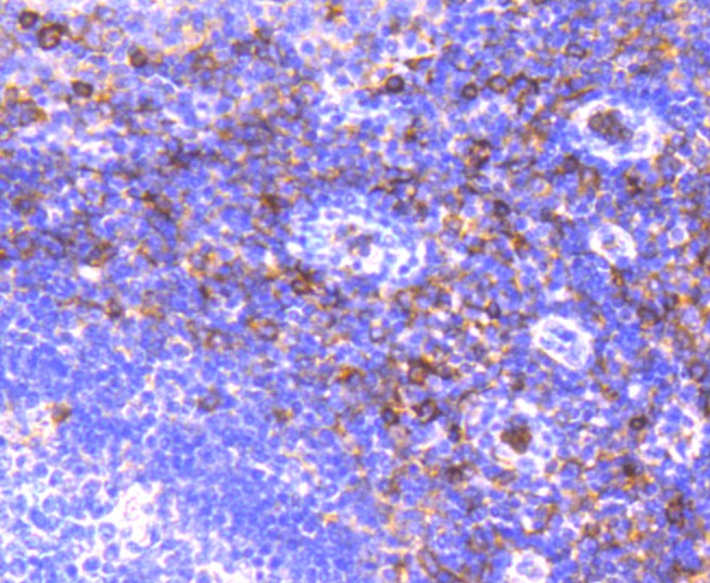 Immunohistochemical analysis of paraffin-embedded human tonsil tissue using anti-CD13 antibody. The section was pre-treated using heat mediated antigen retrieval with Tris-EDTA buffer (pH 8.0-8.4) for 20 minutes.The tissues were blocked in 5% BSA for 30 minutes at room temperature, washed with ddH2O and PBS, and then probed with the primary antibody (ET1611-61, 1/50) for 30 minutes at room temperature. The detection was performed using an HRP conjugated compact polymer system. DAB was used as the chromogen. Tissues were counterstained with hematoxylin and mounted with DPX.