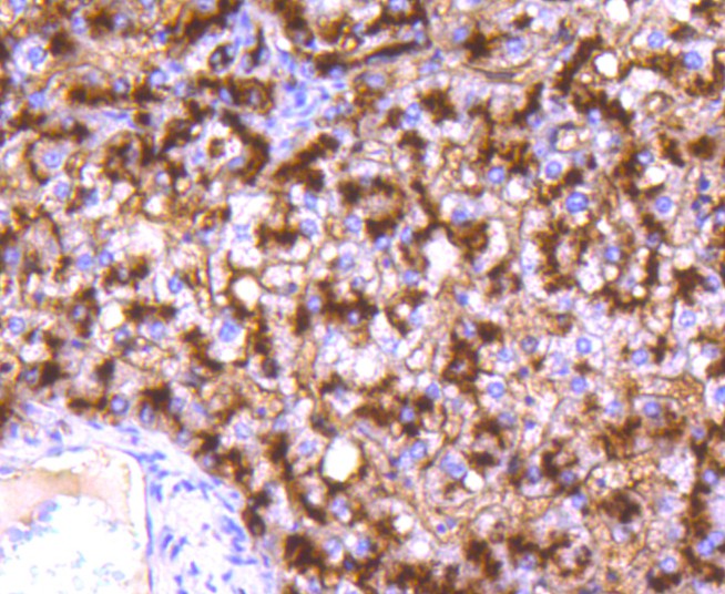 Immunohistochemical analysis of paraffin-embedded human liver tissue using anti-CD13 antibody. The section was pre-treated using heat mediated antigen retrieval with Tris-EDTA buffer (pH 8.0-8.4) for 20 minutes.The tissues were blocked in 5% BSA for 30 minutes at room temperature, washed with ddH2O and PBS, and then probed with the primary antibody (ET1611-61, 1/50) for 30 minutes at room temperature. The detection was performed using an HRP conjugated compact polymer system. DAB was used as the chromogen. Tissues were counterstained with hematoxylin and mounted with DPX.