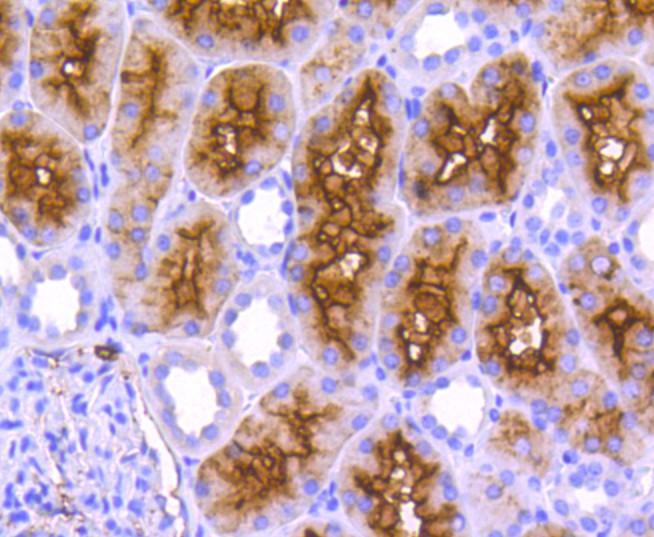 Immunohistochemical analysis of paraffin-embedded human kidney tissue using anti-CD13 antibody. The section was pre-treated using heat mediated antigen retrieval with Tris-EDTA buffer (pH 8.0-8.4) for 20 minutes.The tissues were blocked in 5% BSA for 30 minutes at room temperature, washed with ddH2O and PBS, and then probed with the primary antibody (ET1611-61, 1/50) for 30 minutes at room temperature. The detection was performed using an HRP conjugated compact polymer system. DAB was used as the chromogen. Tissues were counterstained with hematoxylin and mounted with DPX.