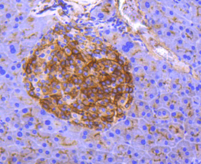 Immunohistochemical analysis of paraffin-embedded mouse pancreas tissue using anti-CD13 antibody. The section was pre-treated using heat mediated antigen retrieval with Tris-EDTA buffer (pH 8.0-8.4) for 20 minutes.The tissues were blocked in 5% BSA for 30 minutes at room temperature, washed with ddH2O and PBS, and then probed with the primary antibody (ET1611-61, 1/50) for 30 minutes at room temperature. The detection was performed using an HRP conjugated compact polymer system. DAB was used as the chromogen. Tissues were counterstained with hematoxylin and mounted with DPX.