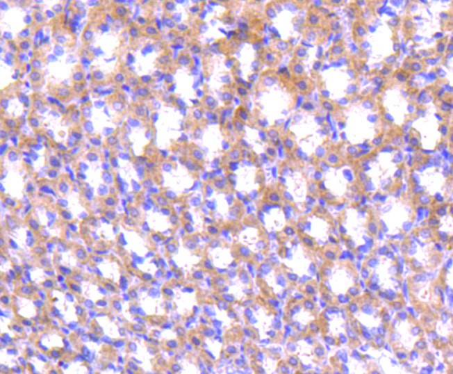 Immunohistochemical analysis of paraffin-embedded rat stomach tissue using anti-ABCF1 antibody. The section was pre-treated using heat mediated antigen retrieval with Tris-EDTA buffer (pH 9.0) for 20 minutes.The tissues were blocked in 1% BSA for 30 minutes at room temperature, washed with ddH2O and PBS, and then probed with the primary antibody (ET1611-63, 1/50) for 30 minutes at room temperature. The detection was performed using an HRP conjugated compact polymer system. DAB was used as the chromogen. Tissues were counterstained with hematoxylin and mounted with DPX.