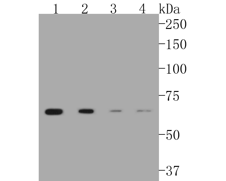 Western blot analysis of CPT2 on different lysates. Proteins were transferred to a PVDF membrane and blocked with 5% BSA in PBS for 1 hour at room temperature. The primary antibody (ET1611-64, 1/500) was used in 5% BSA at room temperature for 2 hours. Goat Anti-Rabbit IgG - HRP Secondary Antibody (HA1001) at 1:5,000 dilution was used for 1 hour at room temperature.<br />
Positive control: <br />
Lane 1: Hela cell lysate<br />
Lane 2: 293 cell lysate<br />
Lane 3: HepG2 cell lysate<br />
Lane 4: NIH/3T3 cell lysate