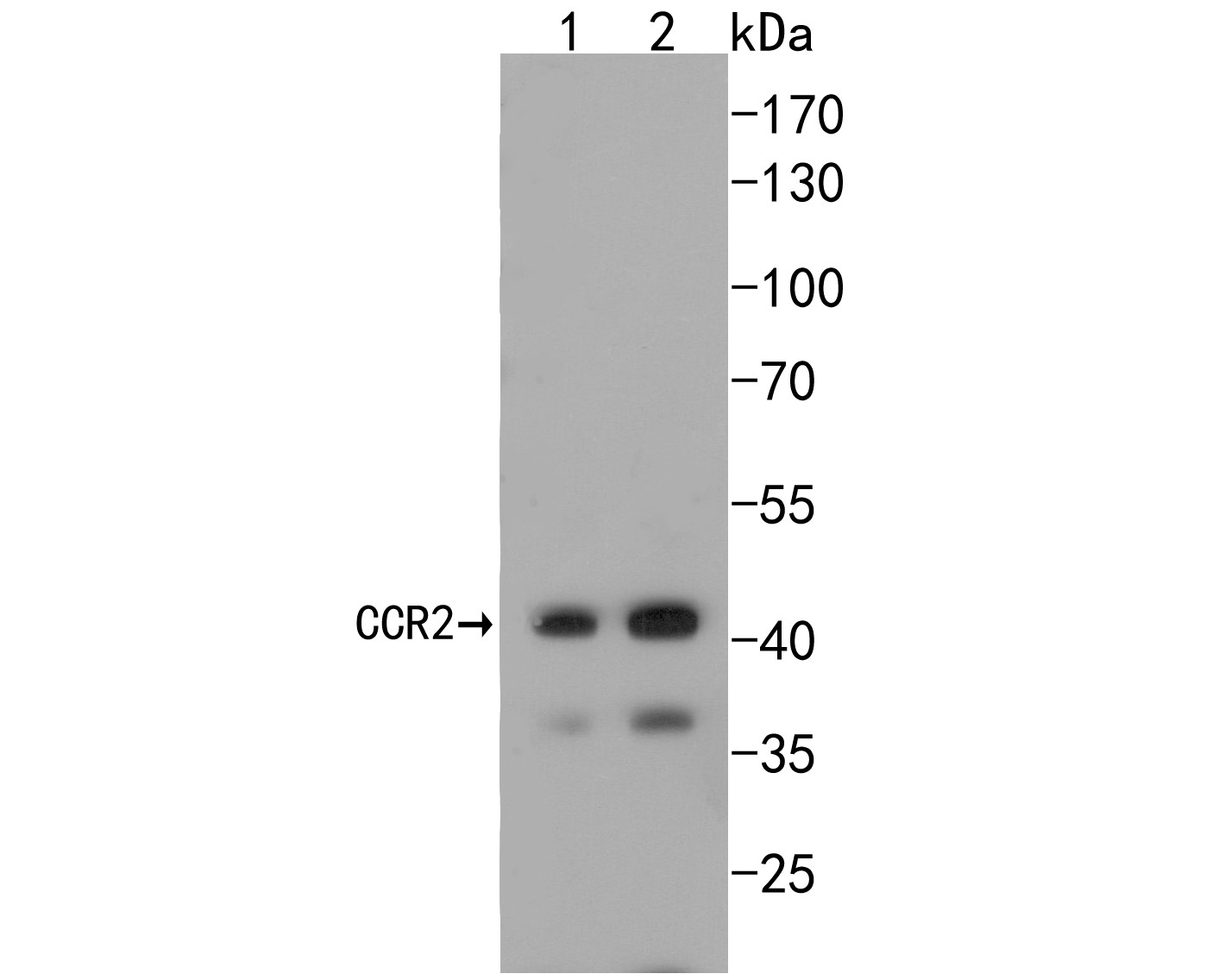 Western blot analysis of CCR2 on different lysates. Proteins were transferred to a PVDF membrane and blocked with 5% BSA in PBS for 1 hour at room temperature. The primary antibody (ET1611-65, 1/500) was used in 5% BSA at room temperature for 2 hours. Goat Anti-Rabbit IgG - HRP Secondary Antibody (HA1001) at 1:5,000 dilution was used for 1 hour at room temperature.<br />
Positive control: <br />
Lane 1: mouse spleen tissue lysate<br />
Lane 2: THP-1 cell lysate