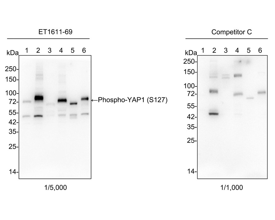 Western blot analysis of Phospho-YAP1 (S127) on different lysates with Rabbit anti-Phospho-YAP1 (S127) antibody (ET1611-69) at 1/5,000 dilution and competitor's antibody at 1/1,000 dilution.<br />
<br />
Lane 1: HeLa cell lysate<br />
Lane 2: HeLa treated with 100nM Calyculin A for 30 minutes cell lysate<br />
Lane 3: C6 cell lysate<br />
Lane 4: C6 treated with 100nM Calyculin A for 30 minutes cell lysate<br />
Lane 5: NIH/3T3 starved for 24 hours then treated with 100nM Calyculin A for 30 minutes cell lysate<br />
Lane 6: NIH/3T3 cell lysate<br />
<br />
Lysates/proteins at 20 µg/Lane.<br />
<br />
Predicted band size: 54 kDa<br />
Observed band size: 70 kDa<br />
<br />
Exposure time: 50 seconds;<br />
<br />
4-20% SDS-PAGE gel.<br />
<br />
Proteins were transferred to a PVDF membrane and blocked with 5% NFDM/TBST for 1 hour at room temperature. The primary antibody (ET1611-69) at 1/5,000 dilution and competitor's antibody at 1/1,000 dilution were used in 5% NFDM/TBST at 4℃ overnight. Goat Anti-Rabbit IgG - HRP Secondary Antibody (HA1001) at 1/50,000 dilution was used for 1 hour at room temperature.