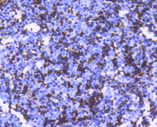 Immunohistochemical analysis of paraffin-embedded mouse embryo tissue using anti-Hemoglobin subunit alpha antibody. The section was pre-treated using heat mediated antigen retrieval with Tris-EDTA buffer (pH 8.0-8.4) for 20 minutes.The tissues were blocked in 5% BSA for 30 minutes at room temperature, washed with ddH2O and PBS, and then probed with the primary antibody (ET1611-81, 1/50) for 30 minutes at room temperature. The detection was performed using an HRP conjugated compact polymer system. DAB was used as the chromogen. Tissues were counterstained with hematoxylin and mounted with DPX.