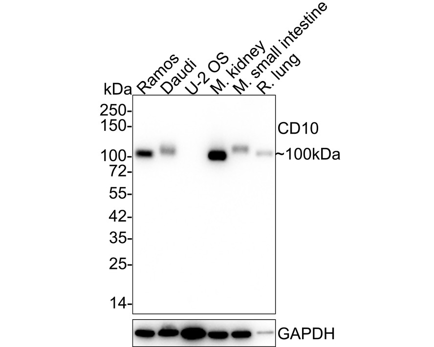 Western blot analysis of CD10 on different lysates with Rabbit anti-CD10 antibody (ET1611-82) at 1/1,000 dilution.<br />
<br />
Lane 1: Daudi cell lysate (10 µg/Lane)<br />
Lane 2: Mouse small intestine tissue lysate (20 µg/Lane)<br />
Lane 3: Mouse kidney tissue lysate (20 µg/Lane)<br />
Lane 4: Mouse placenta tissue lysate (20 µg/Lane)<br />
<br />
Predicted band size: 86 kDa<br />
Observed band size: 100 kDa<br />
<br />
Exposure time: 1 minute;<br />
<br />
8% SDS-PAGE gel.<br />
<br />
Proteins were transferred to a PVDF membrane and blocked with 5% NFDM/TBST for 1 hour at room temperature. The primary antibody (ET1611-82) at 1/1,000 dilution was used in 5% NFDM/TBST at room temperature for 2 hours. Goat Anti-Rabbit IgG - HRP Secondary Antibody (HA1001) at 1:300,000 dilution was used for 1 hour at room temperature.