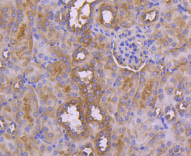 Immunohistochemical analysis of paraffin-embedded mouse kidney tissue using anti-CD10 antibody. The section was pre-treated using heat mediated antigen retrieval with Tris-EDTA buffer (pH 8.0-8.4) for 20 minutes.The tissues were blocked in 5% BSA for 30 minutes at room temperature, washed with ddH2O and PBS, and then probed with the primary antibody (ET1611-82, 1/50) for 30 minutes at room temperature. The detection was performed using an HRP conjugated compact polymer system. DAB was used as the chromogen. Tissues were counterstained with hematoxylin and mounted with DPX.