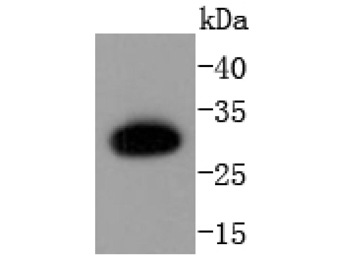 Western blot analysis of Caspase-6 p18 on U937 cell lysates. Proteins were transferred to a PVDF membrane and blocked with 5% BSA in PBS for 1 hour at room temperature. The primary antibody (ET1611-83, 1/500) was used in 5% BSA at room temperature for 2 hours. Goat Anti-Rabbit IgG - HRP Secondary Antibody (HA1001) at 1:200,000 dilution was used for 1 hour at room temperature.<br />
<br />
Predicted band size: 33 kDa<br />
Observed band size: 30 kDa
