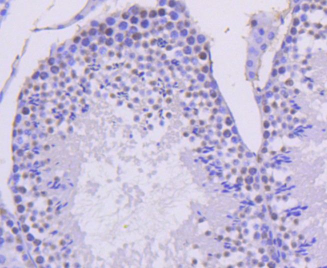 Immunohistochemical analysis of paraffin-embedded mouse testis tissue using anti-Cyclin H antibody. Counter stained with hematoxylin.
