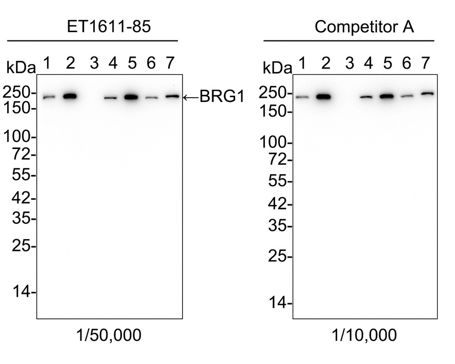 Western blot analysis of BRG1 on HepG2 cell lysates. Proteins were transferred to a PVDF membrane and blocked with 5% BSA in PBS for 1 hour at room temperature. The primary antibody (ET1611-85, 1/500) was used in 5% BSA at room temperature for 2 hours. Goat Anti-Rabbit IgG - HRP Secondary Antibody (HA1001) at 1:5,000 dilution was used for 1 hour at room temperature.