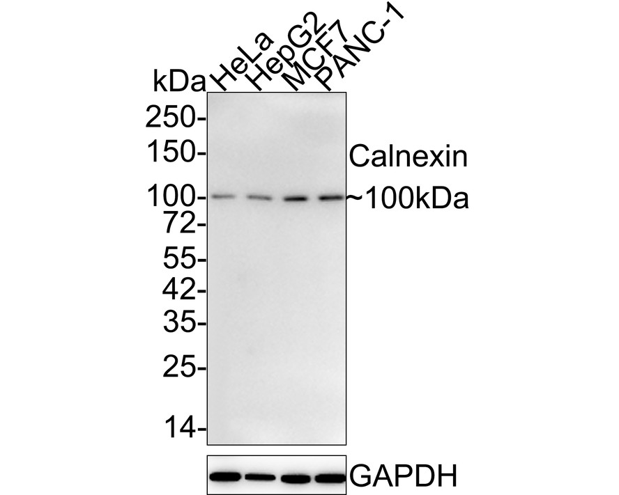 Western blot analysis of Calnexin on Hela cell lysates. Proteins were transferred to a PVDF membrane and blocked with 5% BSA in PBS for 1 hour at room temperature. The primary antibody (ET1611-86, 1/500) was used in 5% BSA at room temperature for 2 hours. Goat Anti-Rabbit IgG - HRP Secondary Antibody (HA1001) at 1:5,000 dilution was used for 1 hour at room temperature.<br />
<br />
Predicted band size: 68 kDa<br />
Observed band size: 100 kDa