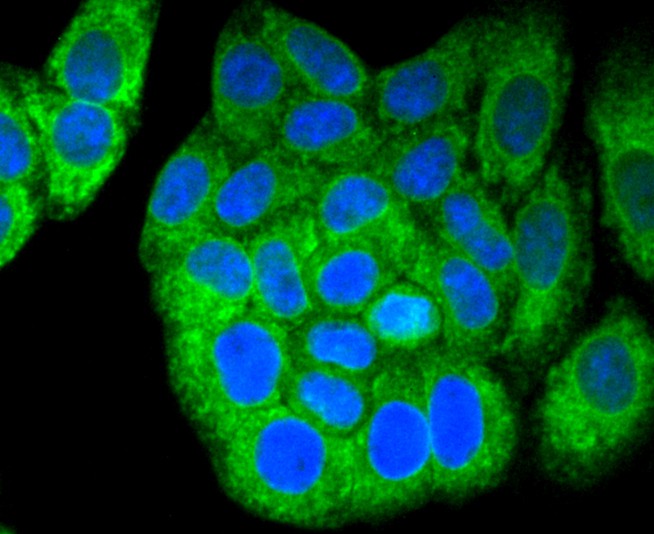 ICC staining of Calnexin in HepG2 cells (green). Formalin fixed cells were permeabilized with 0.1% Triton X-100 in TBS for 10 minutes at room temperature and blocked with 1% Blocker BSA for 15 minutes at room temperature. Cells were probed with the primary antibody (ET1611-86, 1/50) for 1 hour at room temperature, washed with PBS. Alexa Fluor®488 Goat anti-Rabbit IgG was used as the secondary antibody at 1/1,000 dilution. The nuclear counter stain is DAPI (blue).