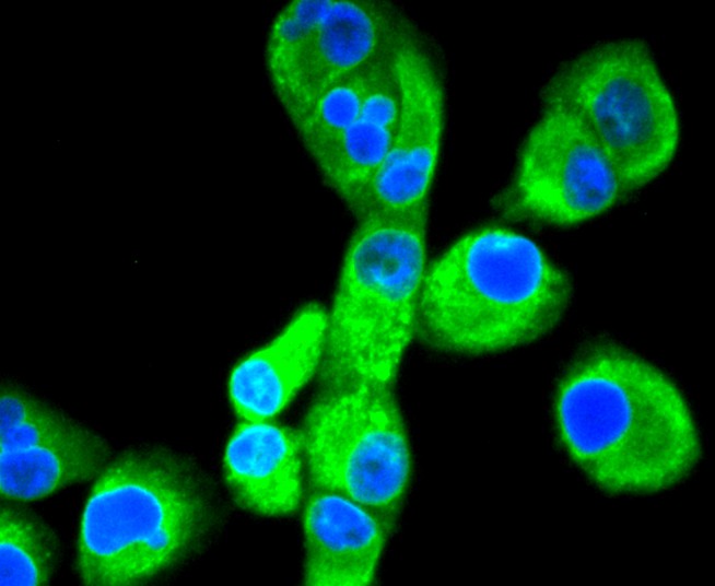 ICC staining of Calnexin in PANC-1 cells (green). Formalin fixed cells were permeabilized with 0.1% Triton X-100 in TBS for 10 minutes at room temperature and blocked with 1% Blocker BSA for 15 minutes at room temperature. Cells were probed with the primary antibody (ET1611-86, 1/50) for 1 hour at room temperature, washed with PBS. Alexa Fluor®488 Goat anti-Rabbit IgG was used as the secondary antibody at 1/1,000 dilution. The nuclear counter stain is DAPI (blue).
